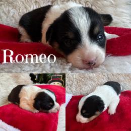 Romeo - Black and tan male Pembroke Welsh Corgi puppy in Lake City, Minnesota from Lake Pepin Corgi's