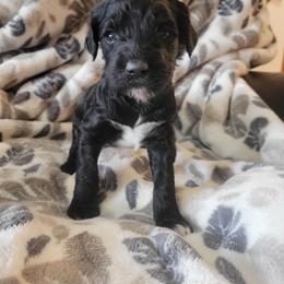 Aussiedoodle and Poodle Puppies from J&RAussiedoodles