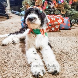Double Doodle, Labradoodle, and Sheepadoodle Puppies from Mule Mountain Doodles