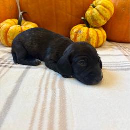 Alpha - Brindle male Dachshund puppy in Shelley, Idaho from Journey’s End Dachshunds