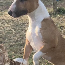 Miniature Bull Terriers from Sabrosa Minibulls