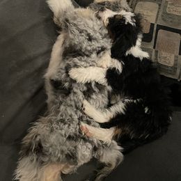 Aussiedoodle Puppies from Lovable Doodles SA
