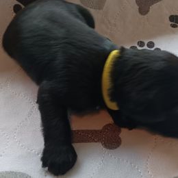 Girl 4 - Black Miniature Schnauzer puppy in Asheville, North Carolina from Farbe Miniature Schnauzers