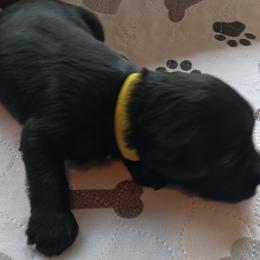 Girl 4 - Black Miniature Schnauzer puppy in Asheville, North Carolina from Farbe Miniature Schnauzers