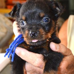 BLUE COLLAR - Black and mahogany male Rottweiler puppy in Dawson Springs, Kentucky from Lakeview Rottweilers