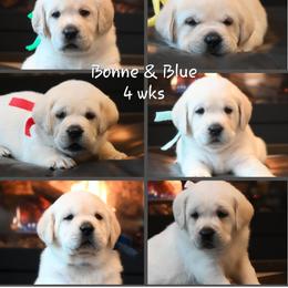 Labrador Retriever Puppies from ROCK CREEK LABRADORS