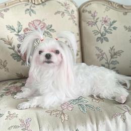 Kelly - Maltese