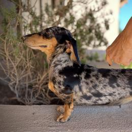 Slinky - Dachshund