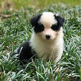 Vassar - Black and white female Border Collie puppy in Watkinsville, Georgia from Solaras Border Collies