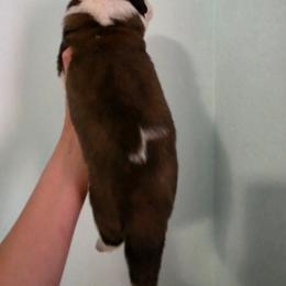 Giovanni - Mahogany and white male Saint Bernard puppy in Brandon, South Dakota from Split Rock Saints