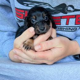 Tint Betsy - Black and tan female Dachshund puppy in Richmond, Virginia from Irresistible Dachshunds & Cavaliers