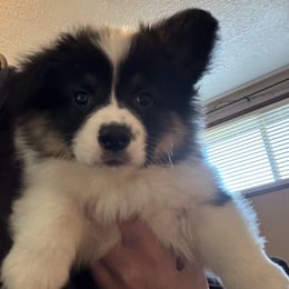 Chinook, light blue collar - Black and tan male Pembroke Welsh Corgi puppy in Gresham, Oregon from Simply loved corgis