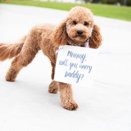 Goldendoodle Puppies from Labradoodleday