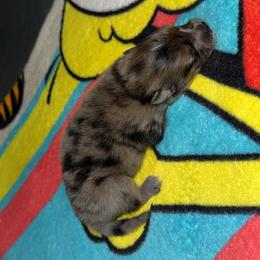 Ace - Blue merle male Pomeranian puppy in Fort Worth, Texas from Alo's Pom's