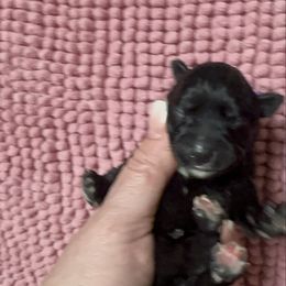 Frenchy - Black female Miniature Schnauzer puppy in Newark, Ohio from Tuckered Out Schnauzers