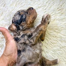 Tricolor merle female - Blue merle female Bernedoodle puppy in Crete, Illinois from Plum Valley Pups