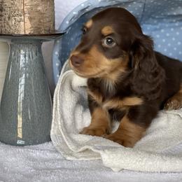 Bud - Chocolate and tan male Dachshund puppy in Hudson, North Carolina from Foothills Precious Paws