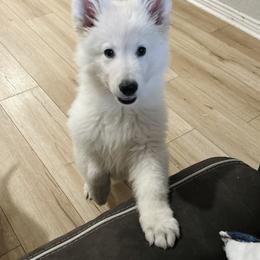 Berger Blanc Suisse Puppies from Moonlight Berger Blanc Suisses