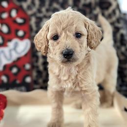 Aussiedoodle, Australian Shepherd, Bernedoodle, Cockapoo, and Poodle Puppies from Sis' Doodles & Poodles