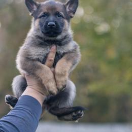 German Shepherd Puppies from Di Massimo Canile