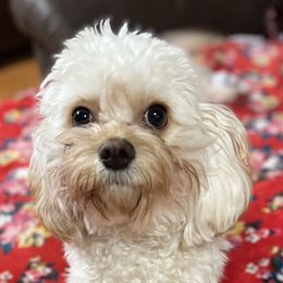 Ruby - Cavapoo