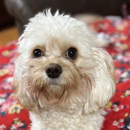 Ruby - Cavapoo