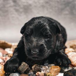 Diamond - Black female German Shepherd puppy in Windsor, South Carolina from Sinister Shepherds