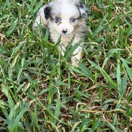 Blue Merle Male 2000 - Blue merle male Toy Australian Shepherd puppy in Brashear, Texas from Double R farms