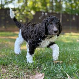 Daphne - White Collar - Parti female Poodle puppy in Monroe, North Carolina from The Klepper Homestead