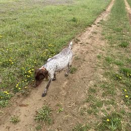 Gabby - German Shorthaired Pointer