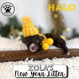 Halo - Chocolate female Goldendoodle puppy in Anderson, South Carolina from Brinkerhoff Doodle Farm