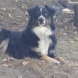 Remy - Black female Australian Shepherd puppy in Kimbolton, Ohio from Wagon Wheel Aussies