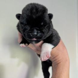 Nebula's Boy 1 - Black male Akita puppy in South Carolina from Sierra Mountain Akitas