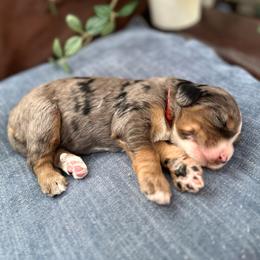Rookie - Merle male Bernedoodle puppy in Waco, Texas from Blessings Pups Doodles