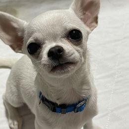Cher - Chihuahua