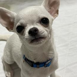 Cher - Chihuahua