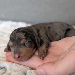 Basset Hound and Dachshund Puppies from Floppy Eared Friends Miniature Dachshund and  Bassett Hounds