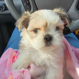 Companion Crosses and Shih Tzus from Hill’s Puppies