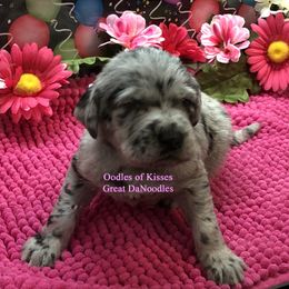 Assorted Doodle Crosses Puppies from Oodles of Kisses' Great DaNoodles