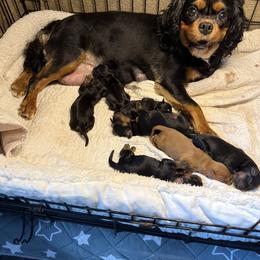 Wells - Black and tan male Cavalier King Charles Spaniel puppy in Lula, Georgia from Cavaliers by Crumley