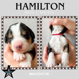 Hamilton (Red collar) - Tri-color male Bernedoodle puppy in Boiling Springs, South Carolina from OlliePups, LLC