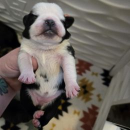 Girl 2 - Brindle female Pug puppy in Auburn, Kentucky from Prentice Family Pugs, Bugs & Corgis