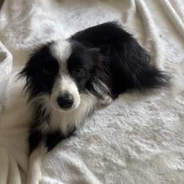 Bo-Bo - Toy Australian Shepherd