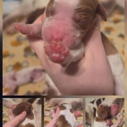 Boy 1 - Red and white male Irish Red and White Setter puppy in Glenwood City, Wisconsin from NyaStar & Chequamegon