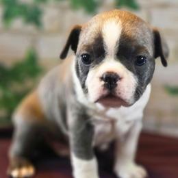 Gizmo - Blue male Boston Terrier puppy in Kingsport, Tennessee from Irish Heart Bostons