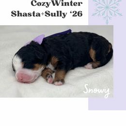Snowy - Tri-color female Bernedoodle puppy in Syracuse, Utah from Redrockbernedoodles