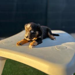 Kimber - Black tri female Miniature Australian Shepherd puppy in Queen Creek, Arizona from Arizona Aussies