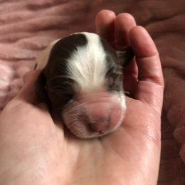 Girl 6 - Liver white and tan English Springer Spaniel puppy in Oklahoma from Country Love Springers