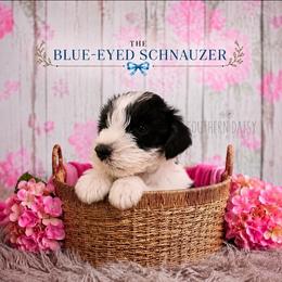 Nora - Parti female Miniature Schnauzer puppy in Winter Haven, Florida from The Blue Eyed Schnauzer
