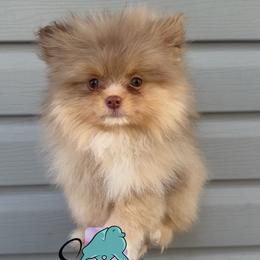 Scar- 2800.00 dollars - Chocolate merle male Pomeranian puppy in Perry County, Ohio from Speechless Pom’s